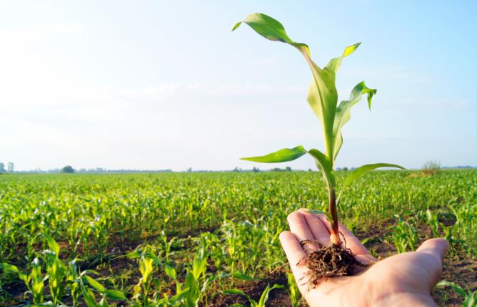 ERP w-Fitosanitarios y Agroquímicos